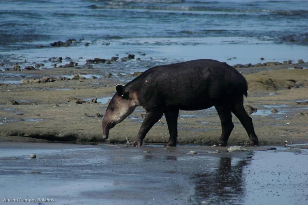 Drakes Bay Tapiru'S House - Bahia Drake 아파트 외부 사진